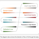 Qi flow through meridians