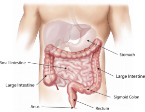 Gastro Intestinal Track