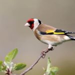 Goldfinch